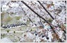 지리산 농원의<br>봄 풍경